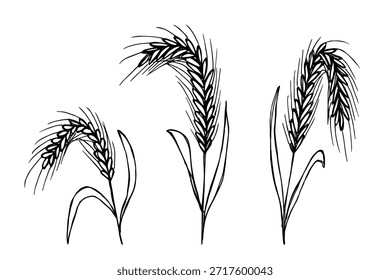 Set of hand drawn cereal wheat oat rye barley rice ears spikelet clipart Organic wheat bread agriculture farming harvest healthy food Single element for design print packaging label decor