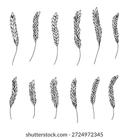 Set of hand drawn cereal wheat oat rye barley rice ears spikelet clipart Organic wheat bread agriculture farming harvest healthy food Single element for design print packaging label decor