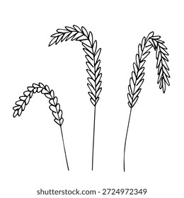 Set of hand drawn cereal wheat oat rye barley rice ears spikelet clipart Organic wheat bread agriculture farming harvest healthy food Single element for design print packaging label decor