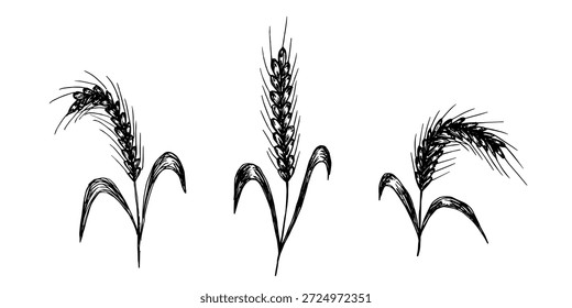 Set of hand drawn cereal wheat oat rye barley rice ears spikelet clipart Organic wheat bread agriculture farming harvest healthy food Single element for design print packaging label decor