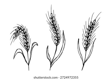 Set of hand drawn cereal wheat oat rye barley rice ears spikelet clipart Organic wheat bread agriculture farming harvest healthy food Single element for design print packaging label decor