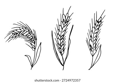 Set of hand drawn cereal wheat oat rye barley rice ears spikelet clipart Organic wheat bread agriculture farming harvest healthy food Single element for design print packaging label decor