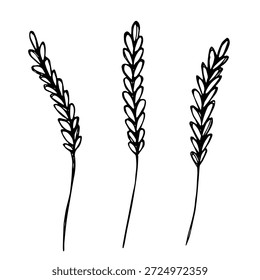 Set of hand drawn cereal wheat oat rye barley rice ears spikelet clipart Organic wheat bread agriculture farming harvest healthy food Single element for design print packaging label decor