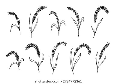 Conjunto de cereales dibujados a mano trigo centeno cebada orejas de arroz espiguilla Clipart Pan de trigo orgánico agricultura cosecha alimentos saludables Elemento único para diseño impresión embalaje etiqueta decoración