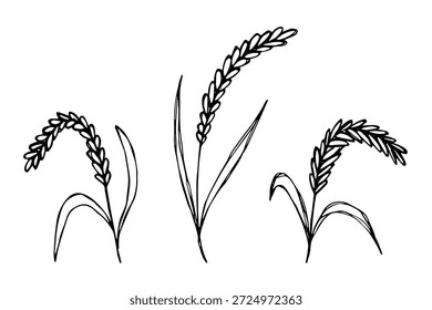Set of hand drawn cereal wheat oat rye barley rice ears spikelet clipart Organic wheat bread agriculture farming harvest healthy food Single element for design print packaging label decor