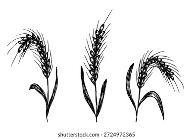 Set of hand drawn cereal wheat oat rye barley rice ears spikelet clipart Organic wheat bread agriculture farming harvest healthy food Single element for design print packaging label decor