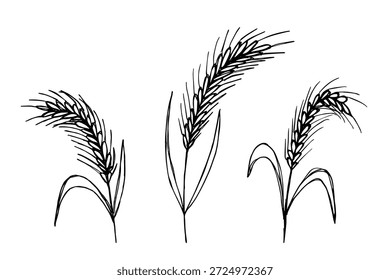 Set of hand drawn cereal wheat oat rye barley rice ears spikelet clipart Organic wheat bread agriculture farming harvest healthy food Single element for design print packaging label decor