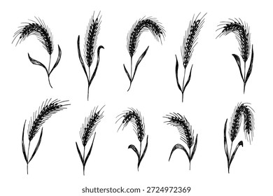 Set of hand drawn cereal wheat oat rye barley rice ears spikelet clipart Organic wheat bread agriculture farming harvest healthy food Single element for design print packaging label decor