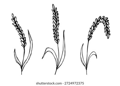 Set of hand drawn cereal wheat oat rye barley rice ears spikelet clipart Organic wheat bread agriculture farming harvest healthy food Single element for design print packaging label decor