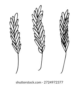 Set of hand drawn cereal wheat oat rye barley rice ears spikelet clipart Organic wheat bread agriculture farming harvest healthy food Single element for design print packaging label decor