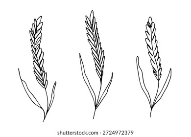 Set of hand drawn cereal wheat oat rye barley rice ears spikelet clipart Organic wheat bread agriculture farming harvest healthy food Single element for design print packaging label decor