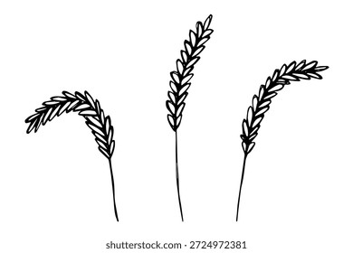 Set of hand drawn cereal wheat oat rye barley rice ears spikelet clipart Organic wheat bread agriculture farming harvest healthy food Single element for design print packaging label decor