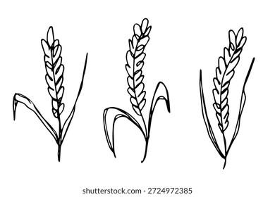 Set of hand drawn cereal wheat oat rye barley rice ears spikelet clipart Organic wheat bread agriculture farming harvest healthy food Single element for design print packaging label decor