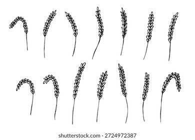 Conjunto de cereales dibujados a mano trigo centeno cebada orejas de arroz espiguilla Clipart Pan de trigo orgánico agricultura cosecha alimentos saludables Elemento único para diseño impresión embalaje etiqueta decoración