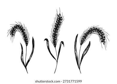 Set of hand drawn cereal wheat oat rye barley rice ears spikelet clipart Organic wheat bread agriculture farming harvest healthy food Single element for design print packaging label decor