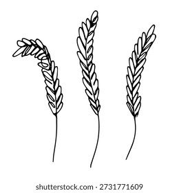 Conjunto de mão desenhada trigo trigo aveia centeio cevada arroz espigueta espiguetas clipart Pão de trigo orgânico agricultura colheita de colheita de alimentos saudáveis Elemento único para design de embalagem de impressão rótulo decoração