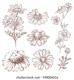 Set of hand drawn chamomile