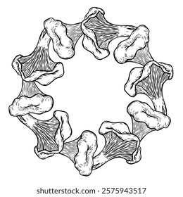 Set of hand drawn chanterelle mushrooms.  Create menus, recipes, packaging designs or branding. Vector drawing of food.