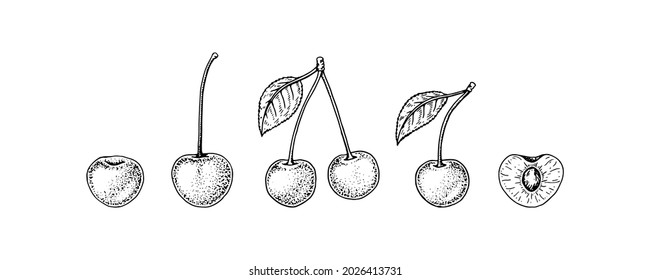 Set of hand drawn cherry berries isolated on white background. Vector illustration in sketch style