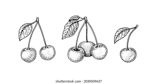 Set of hand drawn cherry berries isolated on white background. Vector illustration in sketch style