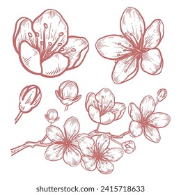 Set of hand drawn cherry blossom flower illustration. Sakura flower line art vector collection