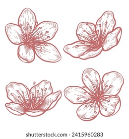 Set of hand drawn cherry blossom flower illustration. Sakura flower line art vector collection