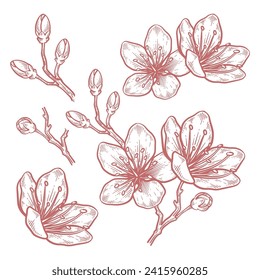 Set of hand drawn cherry blossom flower illustration. Sakura flower line art vector collection