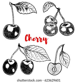 Set of hand drawn Cherry illustrations on white background. Design elements for logo, label, emblem, sign, poster, menu. Vector illustration