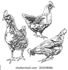Set of hand drawn chickens.