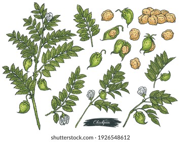 Set of hand drawn chickpea plant parts, pods and peas, sketch vector illustration isolated on white background. Chickpea peas and beans in engraving style.