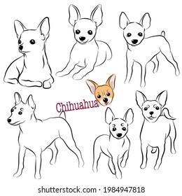 Set of hand drawn Chihuahua dog doodle. Collections poses in free hand drawing vector illustration style.