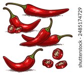 Set of Hand Drawn Chili Pepper, Vintage Vector Illustration Collection