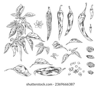 Set of hand drawn chili pepper vegetables, seeds, flowers and leaves sketch style, vector illustration isolated on white background. Decorative design elements collection, organic plant, hot spicy