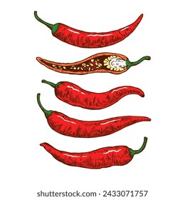 Set of hand drawn chili pepper with various elements. Vector illustration isolated on white background in engraving style.