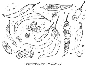 Set of hand drawn chili pepper. Vector illustration isolated on white