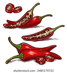 Set of Hand Drawn Chili Pepper, Vintage Vector Illustration Collection