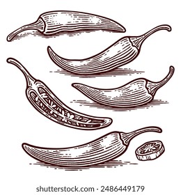 Set of Hand Drawn Chili Pepper, Line Art Engraving Style Vector Illustration Collection	
