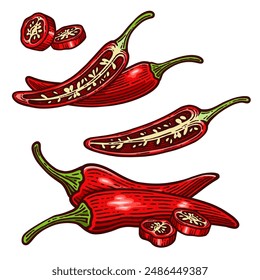 Set of Hand Drawn Chili Pepper, Vintage Vector Illustration Collection