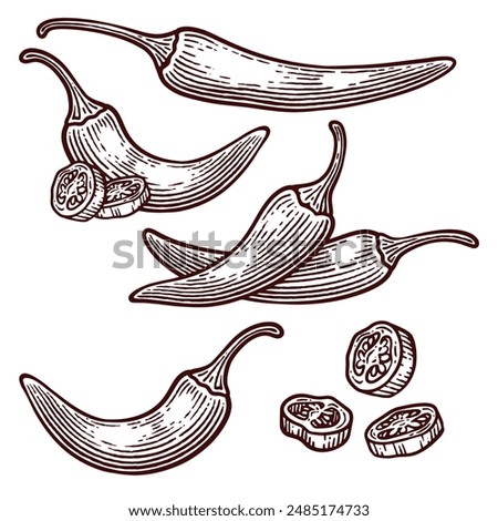 Set of Hand Drawn Chili Pepper, Line Art Engraving Style Vector Illustration Collection