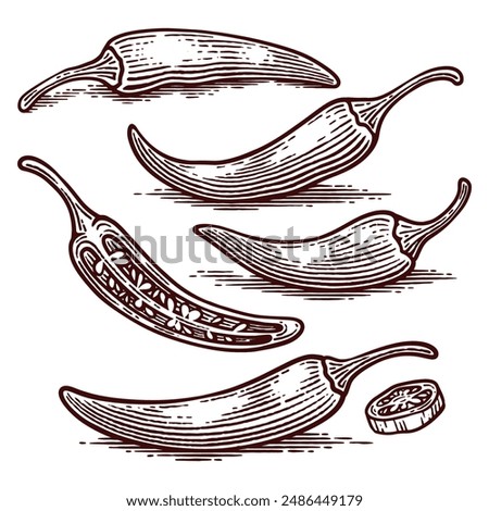 Set of Hand Drawn Chili Pepper, Line Art Engraving Style Vector Illustration Collection	
