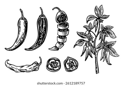 Set of hand drawn chili with various shapes of cuts and trees