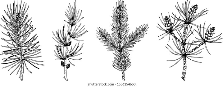 Set of hand drawn Christmas plants in sketch style isolated on white background. Vector illustration of pine, fir tree, larch, Christmas tree branches. . Christmas and New Year decor element