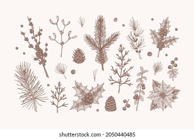 Set of hand drawn Christmas plants. Design elements for Christmas cards, invitations, decorations. Vector illustration in sketch style
