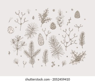 Set of hand drawn Christmas plants. Design elements for Christmas cards, invitations, decorations. Vector illustration in sketch style