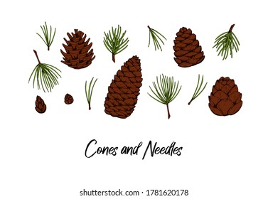 Set of hand drawn Christmas tree cones and needles isolated on white. Vector illustration in colored sketch style. Christmas and New Year decor element