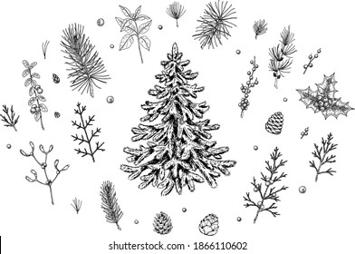 Set of hand drawn Christmas tree, decorative branches, cones and berries isolated on white background. Christmas decoration elements. Vector illustration.