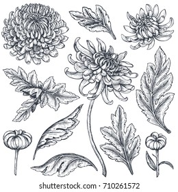 Set of hand drawn chrysanthemum flowers, branches, leaves isolated on a white background. Black and white illustration in sketch engraving style