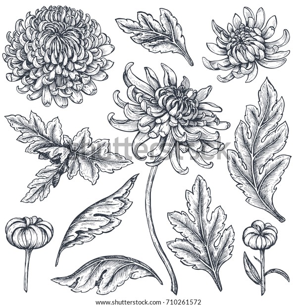 Set of hand drawn chrysanthemum flowers, branches,\
leaves isolated on a white background. Black and white illustration\
in sketch engraving style