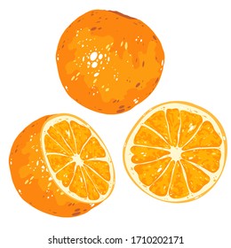 Set of hand drawn citruses. Vector cartoon orange, mandarine, tangerine. Friuts design elements isolated on white.