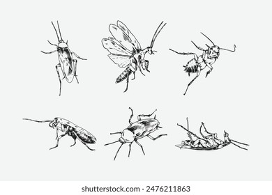 Set of hand drawn of cockroach. Sketch drawing. Different pose, gesture. Monochrome vector illustration.